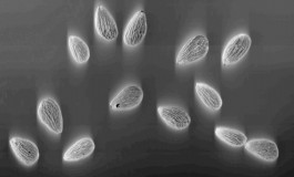 Yale School of Art, Type Design