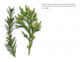 Yale School of Art, Type Design