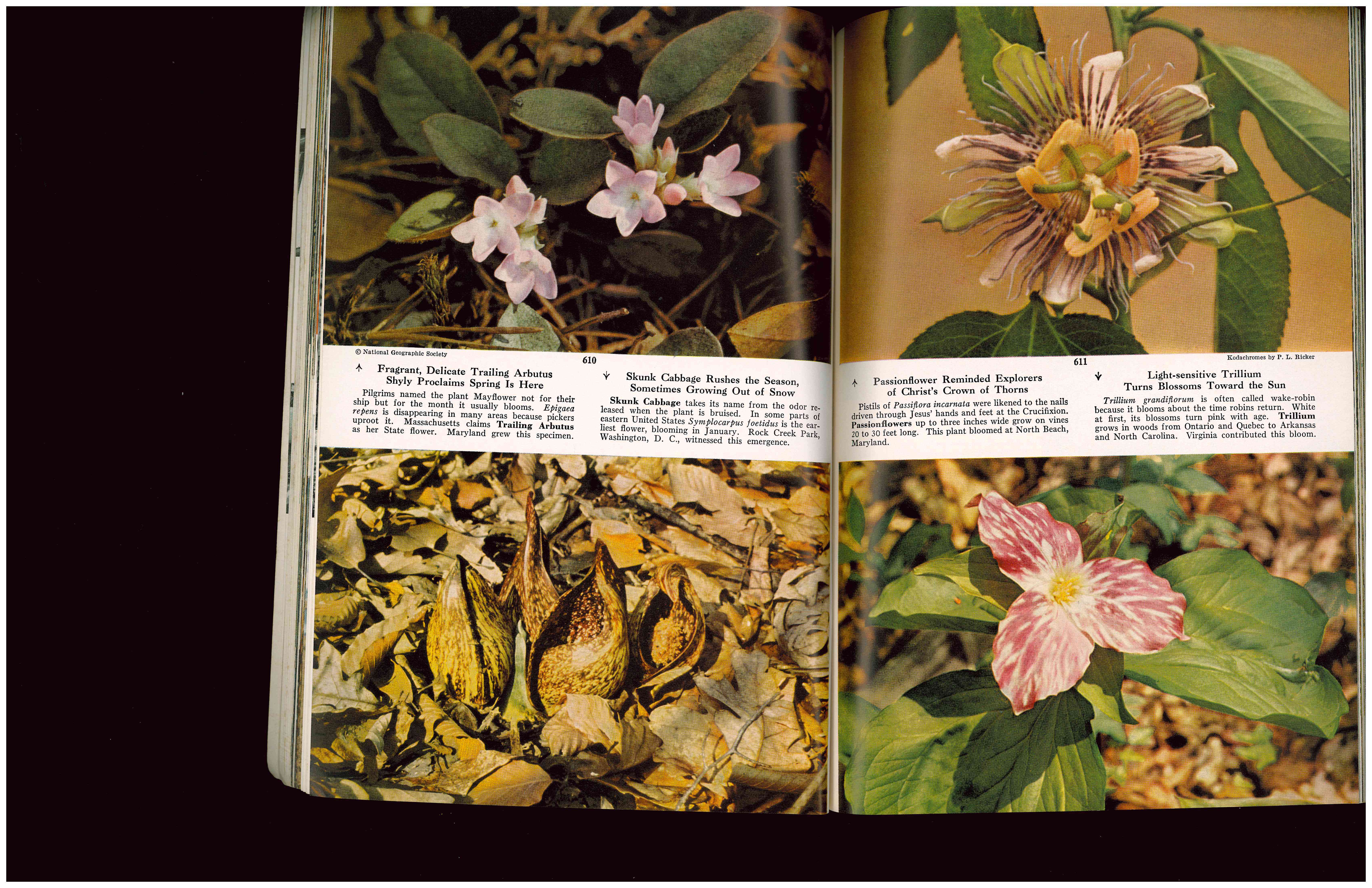 Yale School of Art, Type Design